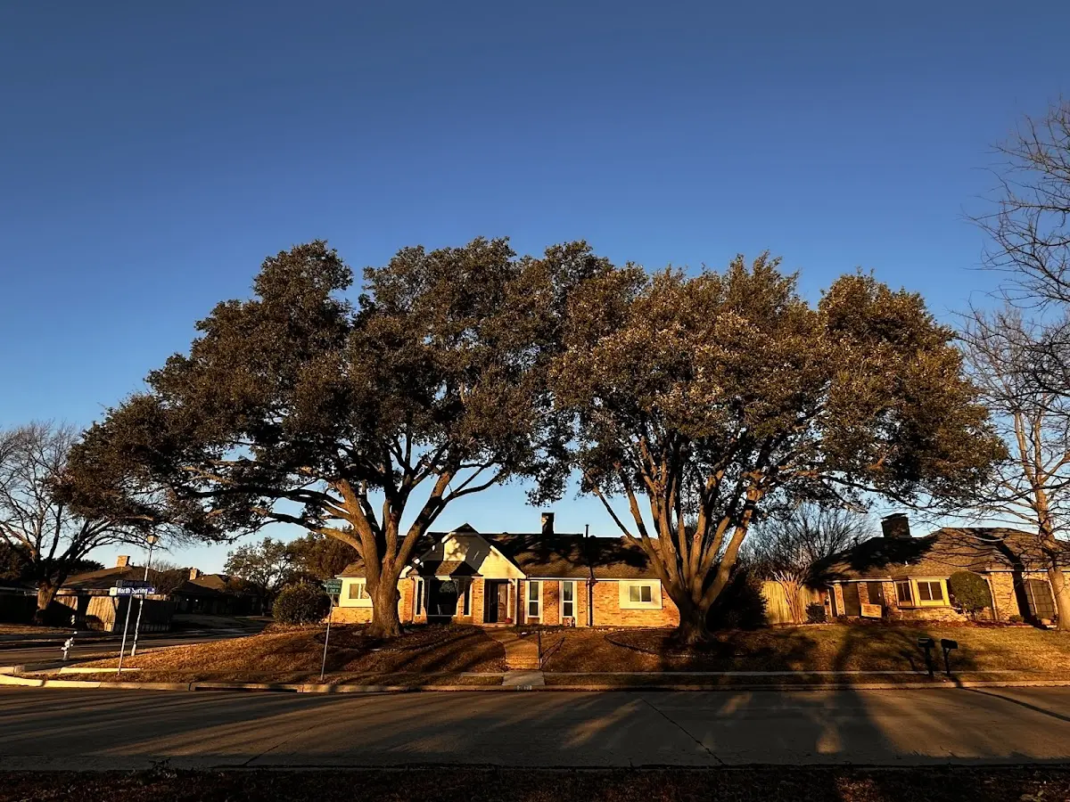 Established residential canopy tree shading a home in Brandamore
